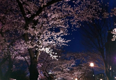 千鳥ヶ淵の桜