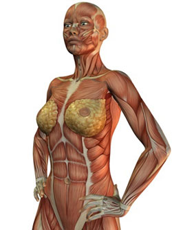女性のボディライン筋肉解剖図