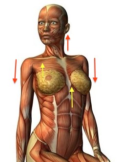 女性の筋肉解剖図2