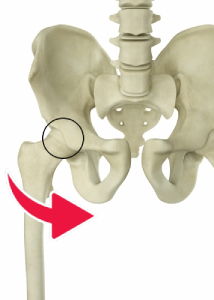 骨盤と股関節内旋